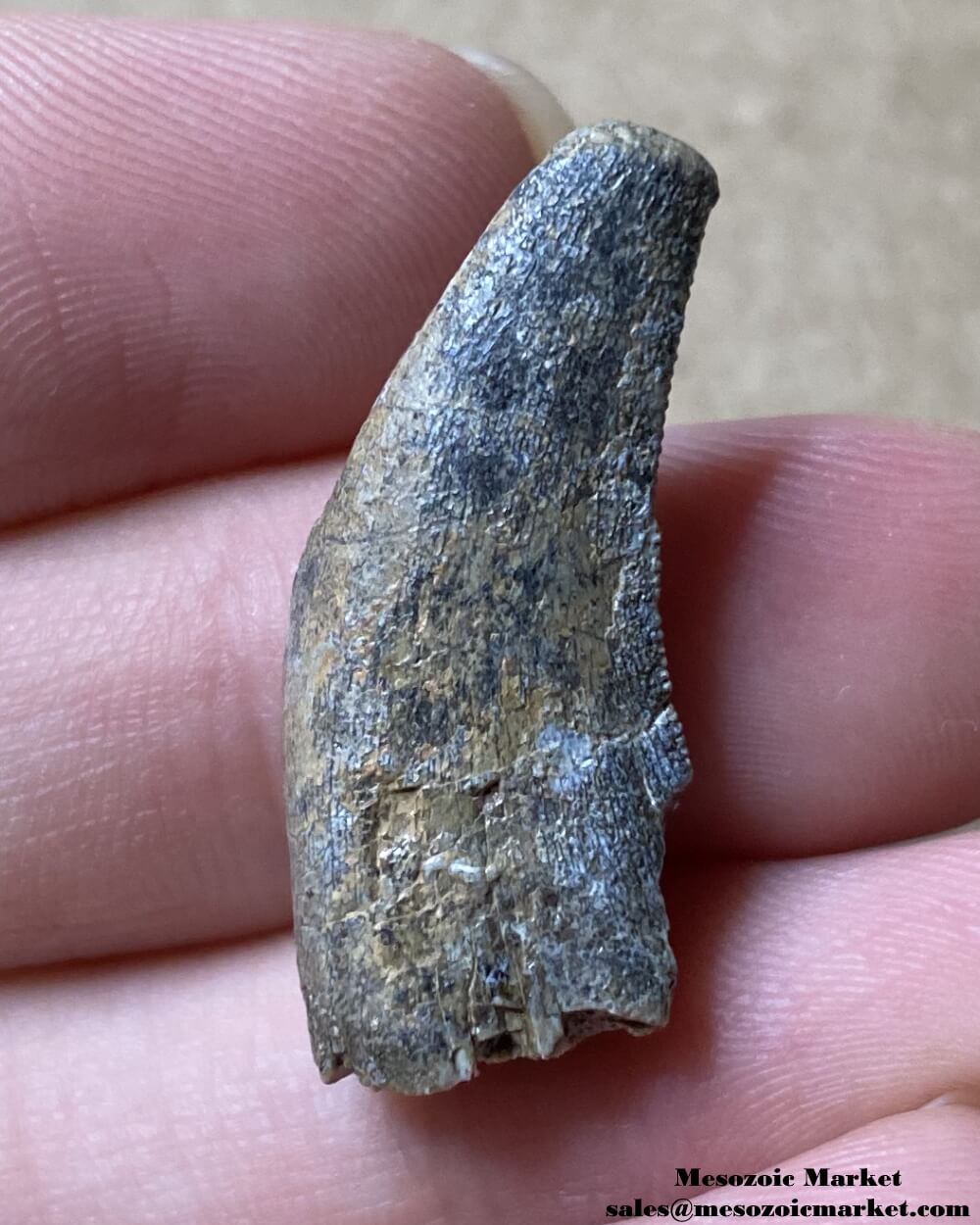 An unknown theropod dinosaur tooth from the Agadez region of Niger.