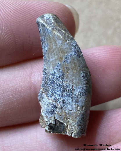 An image of a worn dinosaur tooth from the Middle Jurassic deposit.