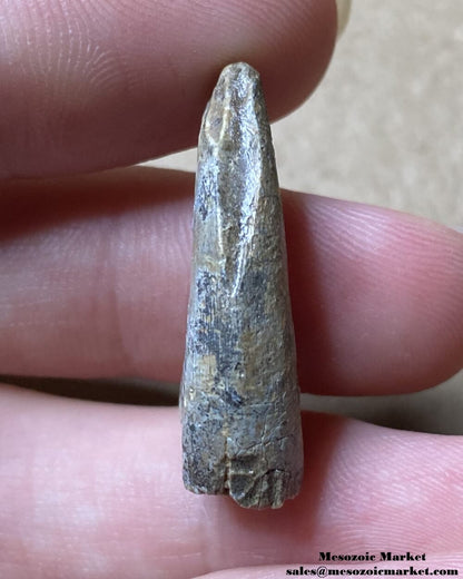 An image of a worn dinosaur tooth from the Middle Jurassic deposit.