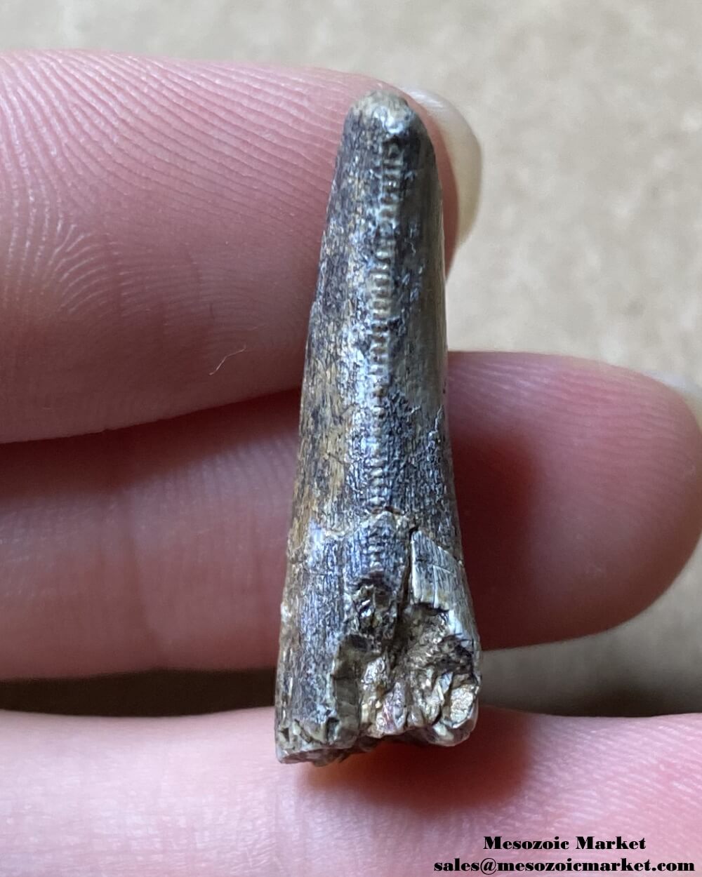 An image of a worn dinosaur tooth from the Middle Jurassic deposit.