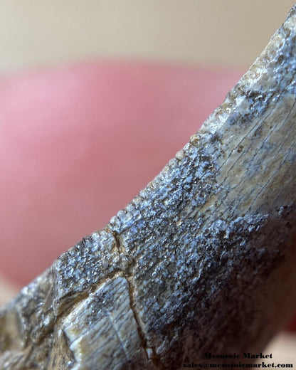 An image of a worn dinosaur tooth from the Middle Jurassic deposit.