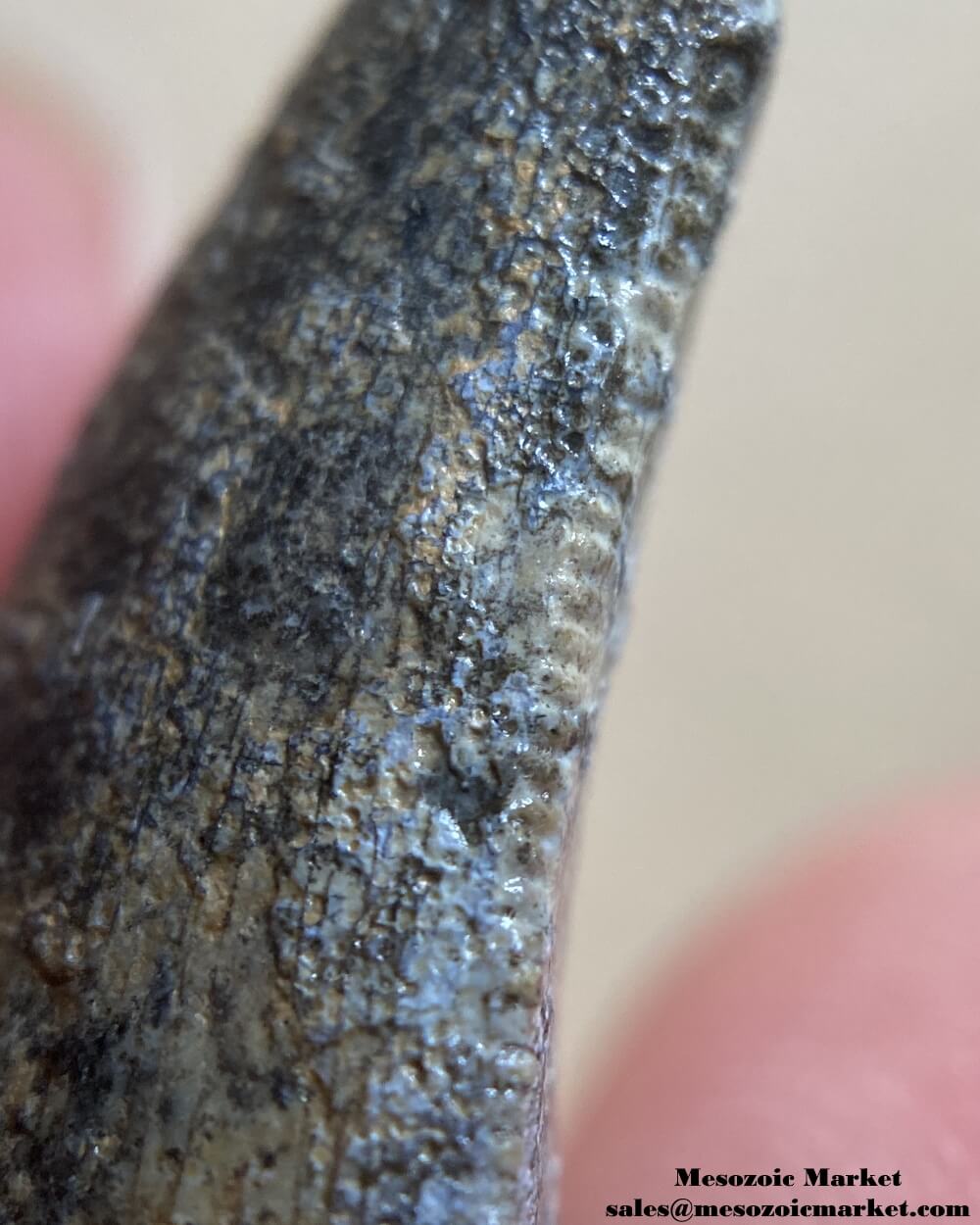 An image of a worn dinosaur tooth from the Middle Jurassic deposit.