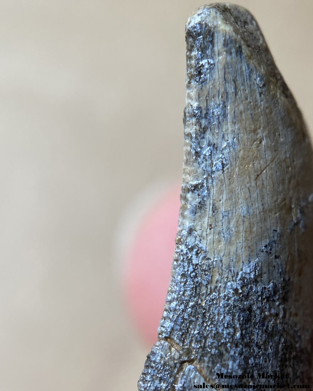 An image of a worn dinosaur tooth from the Middle Jurassic deposit.