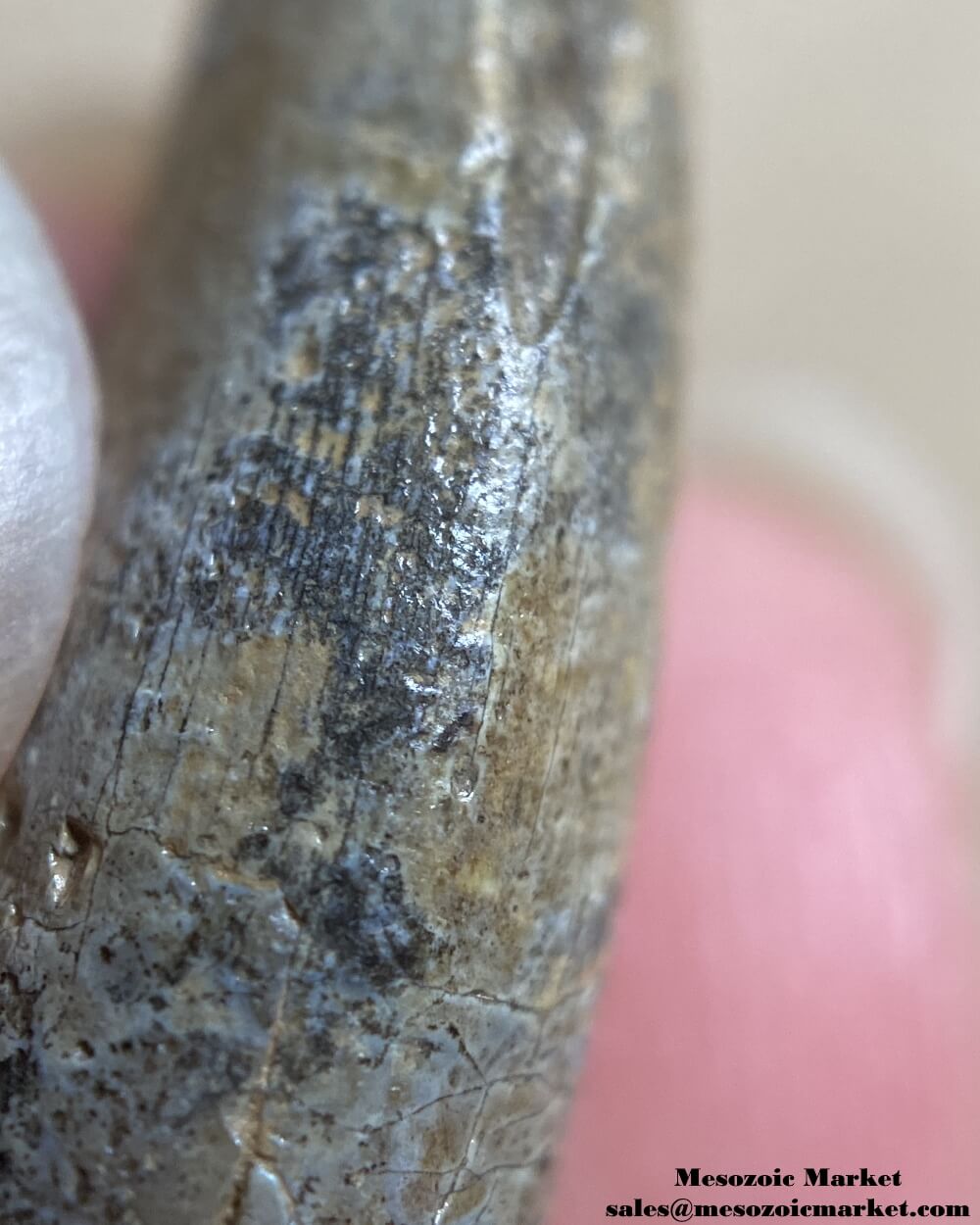 An image of a worn dinosaur tooth from the Middle Jurassic deposit.