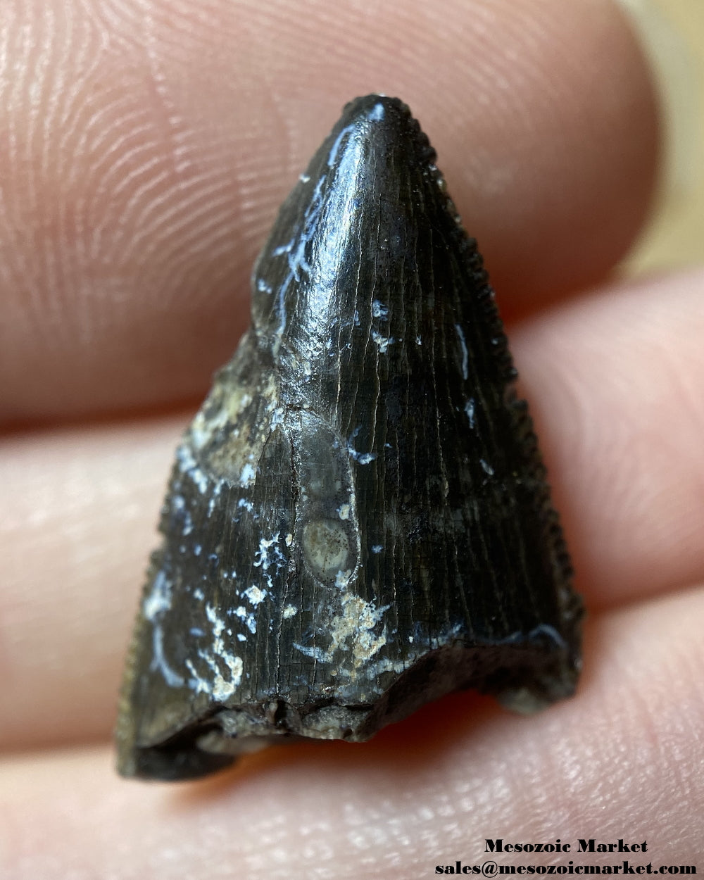 An image of a theropod dinosaur tooth tip.