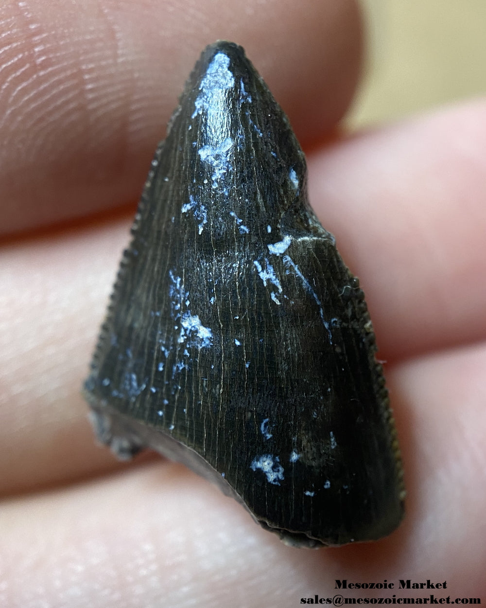 An image of a theropod dinosaur tooth tip.