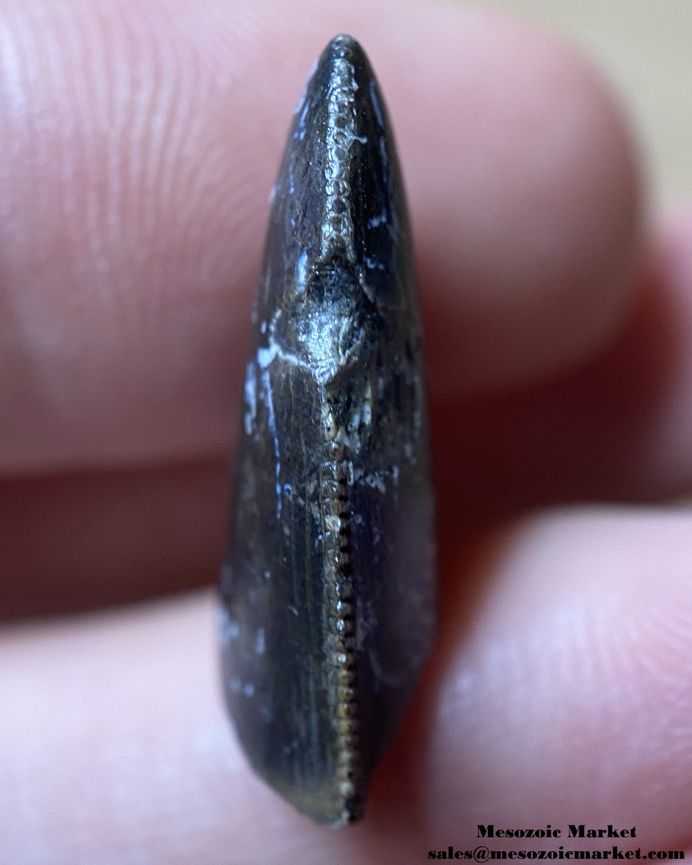 An image of a theropod dinosaur tooth tip.