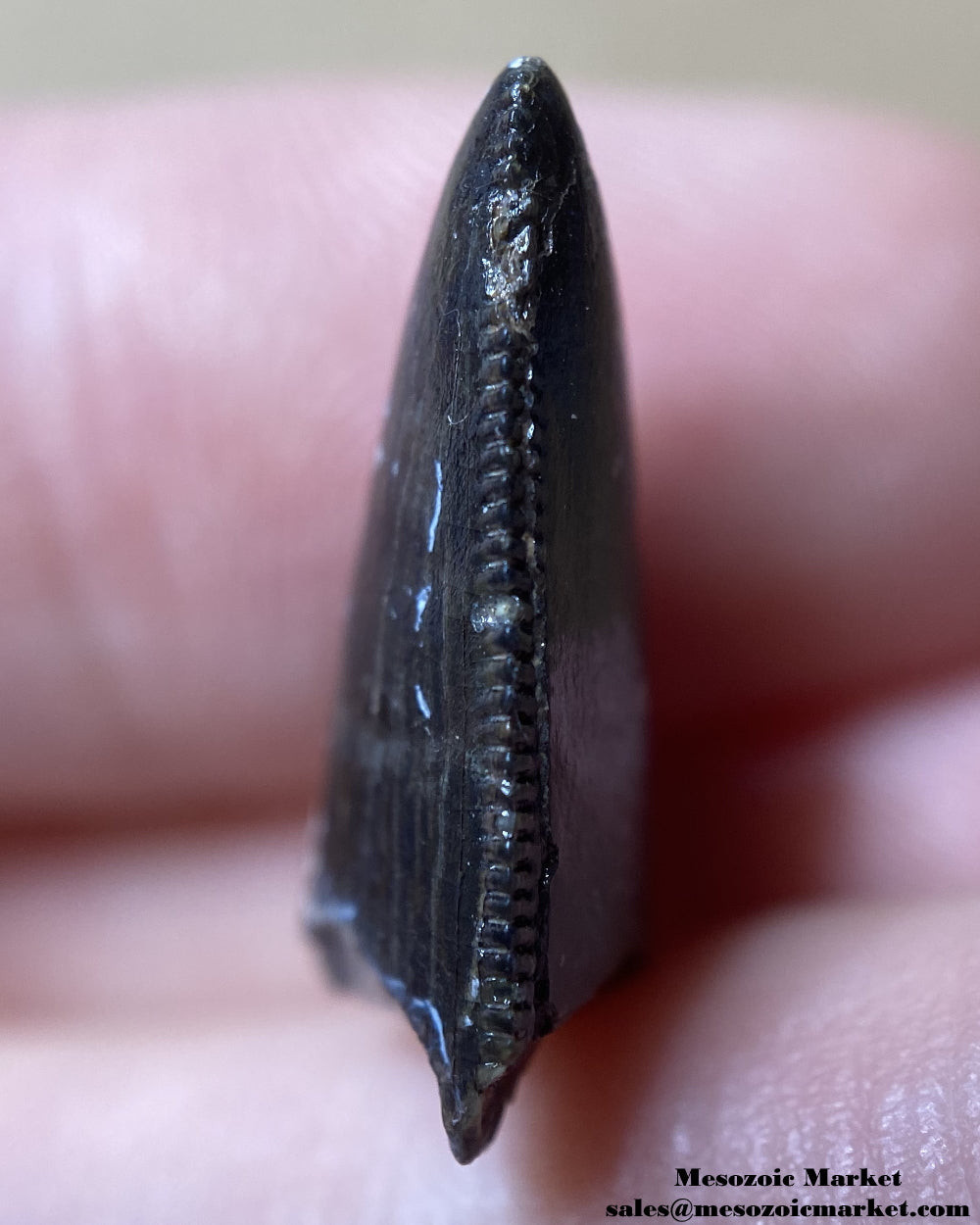 An image of a theropod dinosaur tooth tip.