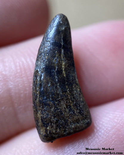 An image of a very worn fossilized tooth from a theropod dinosaur from the Hell Creek Formation.