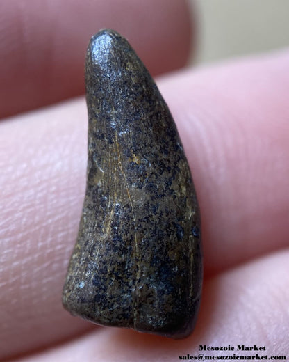 An image of a very worn fossilized tooth from a theropod dinosaur from the Hell Creek Formation.