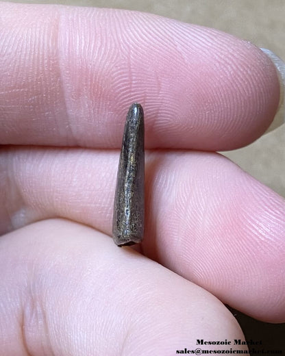 An image of a very worn fossilized tooth from a theropod dinosaur from the Hell Creek Formation.