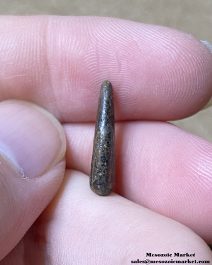 An image of a very worn fossilized tooth from a theropod dinosaur from the Hell Creek Formation.