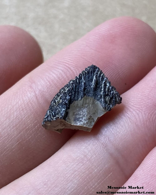 An image of a fossilized tooth tip from a Triceratops or Torosaurus dinosaur.