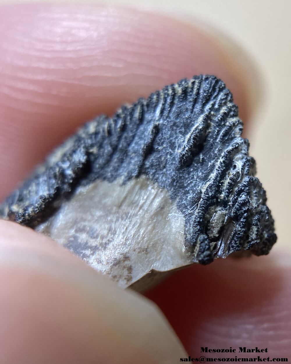 An image of a closeup view of the enamel texture a fossilized tooth tip of a Triceratops or Torosaurus dinosaur.