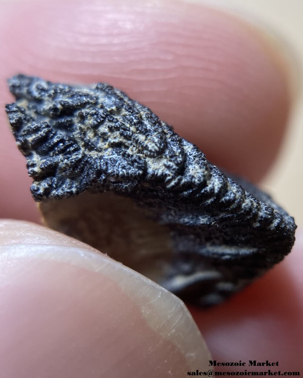 An image of a closeup view of a fossilized tooth tip of a Triceratops or Torosaurus dinosaur.