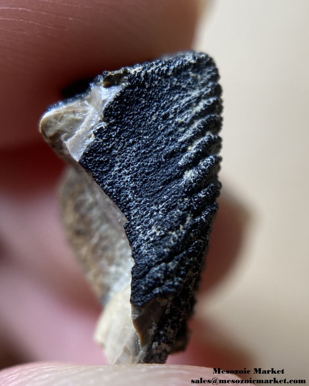 An image of a closeup view of the serrated edges of a fossilized tooth tip of a Triceratops or Torosaurus dinosaur.