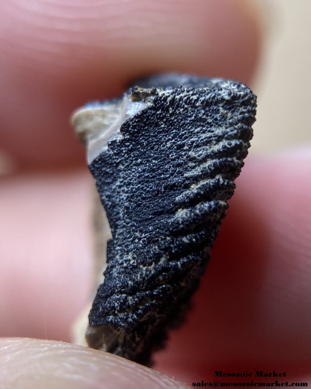 An image of a closeup view of a fossilized tooth tip of a Triceratops or Torosaurus dinosaur.