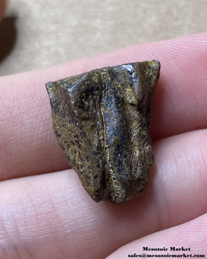 An image of a fossilized spitter tooth from a Triceratops or Torosaurus dinosaur.