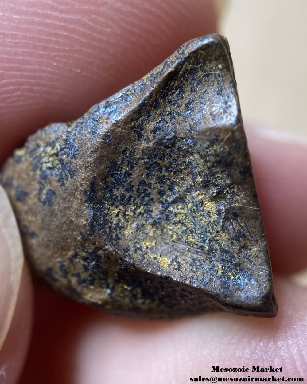 An image of a closeup view of a fossilized spit tooth of a Triceratops or Torosaurus dinosaur.