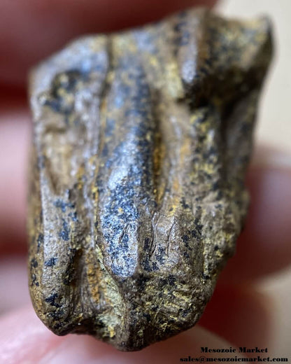 An image of a closeup view of a fossilized spit tooth of a Triceratops or Torosaurus dinosaur.