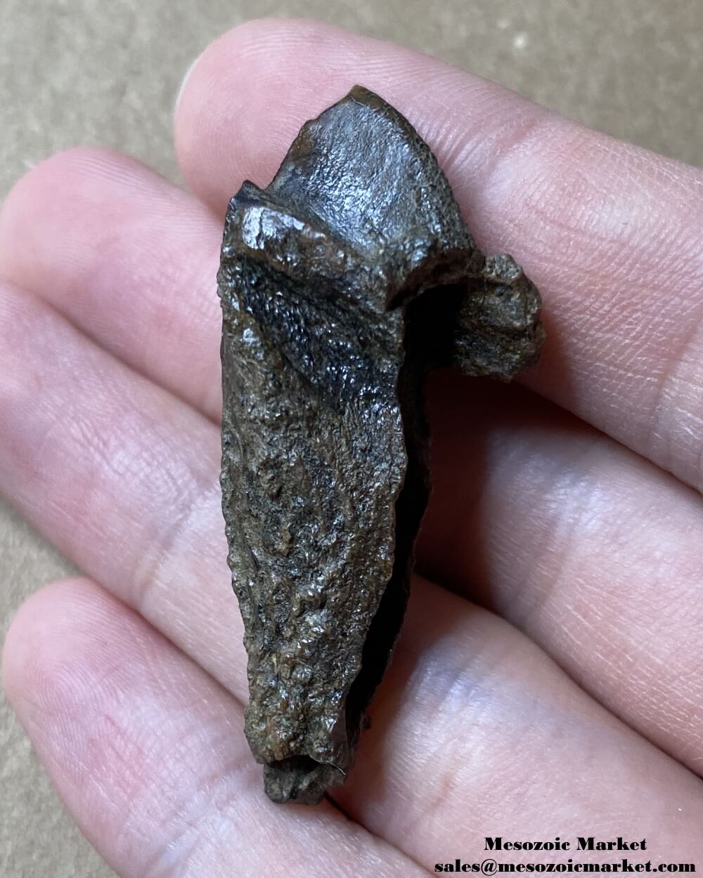 An image of a fossilized rooted tooth from a Triceratops or Torosaurus dinosaur.