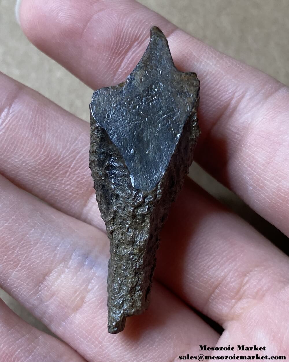 An image of a fossilized rooted tooth from a Triceratops or Torosaurus dinosaur.