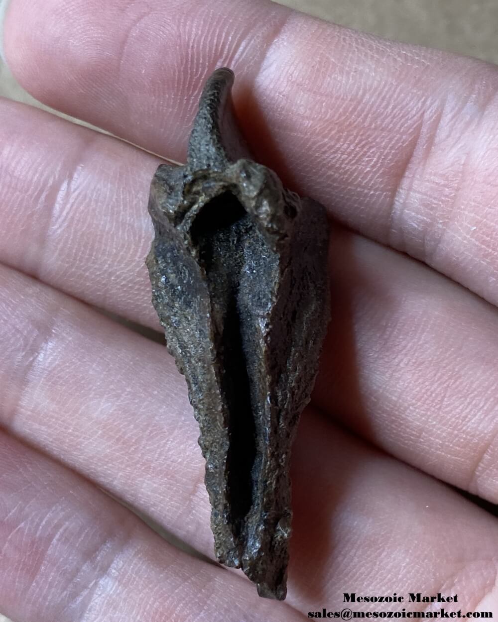 An image of a fossilized rooted tooth from a Triceratops or Torosaurus dinosaur.