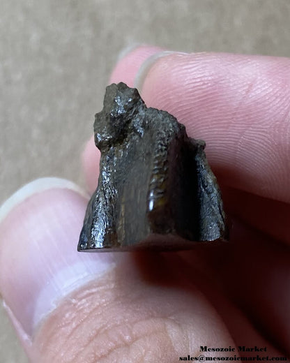 An image of a fossilized rooted tooth from a Triceratops or Torosaurus dinosaur.