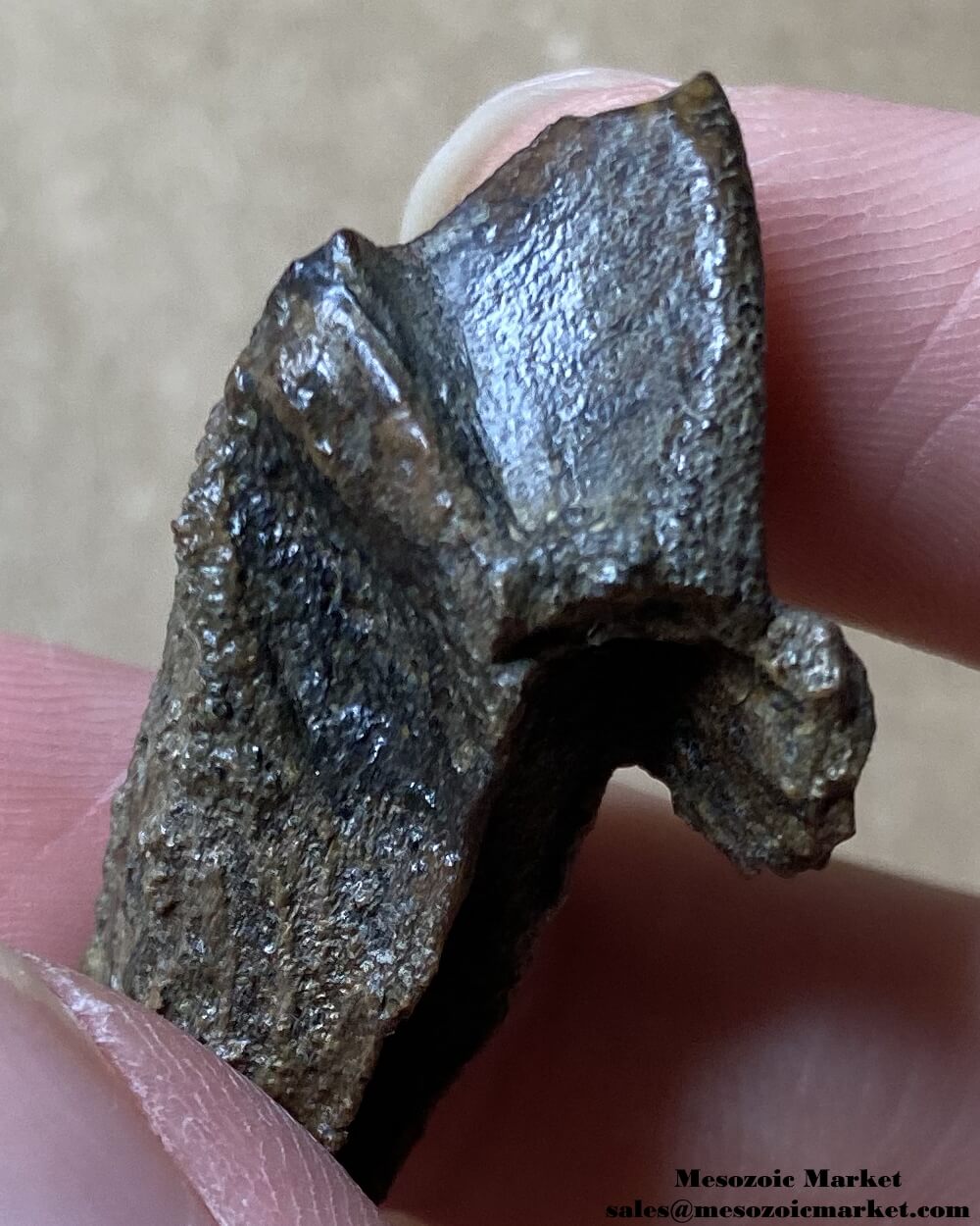 An image of a fossilized tooth tip from a Triceratops or Torosaurus dinosaur.