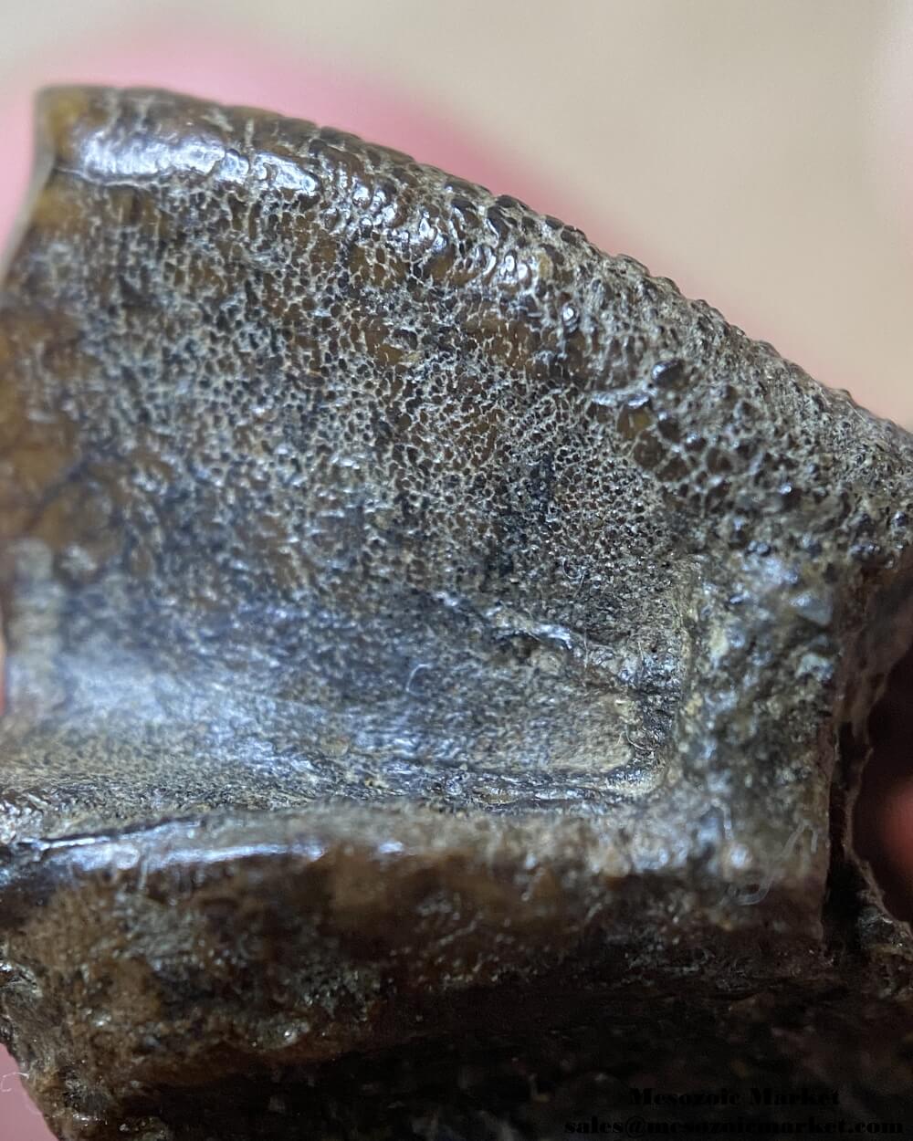 An image of a closeup view of the enamel texture a fossilized tooth tip of a Triceratops or Torosaurus dinosaur.