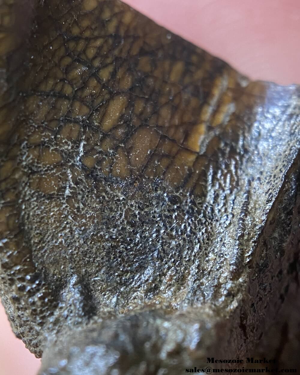 An image of a closeup view of the enamel texture a fossilized tooth tip of a Triceratops or Torosaurus dinosaur.